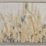 MED - Yellow Wildflowers
